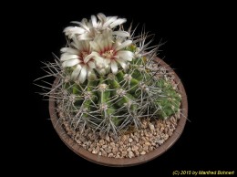 Gymnocalycium ochoterenae 175